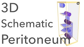 Peritoneum  3D Schematic Anatomy amp Relations [upl. by Phil]