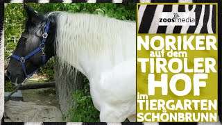 Zoo Vienna NORIKER  gefährdete Pferde  zoosmedia [upl. by Bergen439]