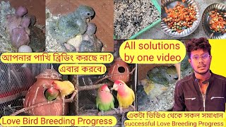 Love Bird Breeding Progress ll Most beautiful Love Bird Breeding Progress ll Breeding Diets birds [upl. by Cahra928]