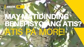 nature education food MAY MATINDING BENEPISYO SA KATAWAN ANG ATIS [upl. by Nixon]