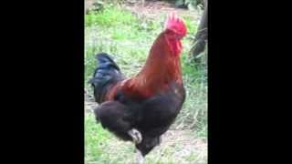 Marans Raum Glovelier 1572012 [upl. by Norty35]