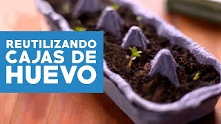 Cómo crear almácigos con cajas de huevo [upl. by Laurel]