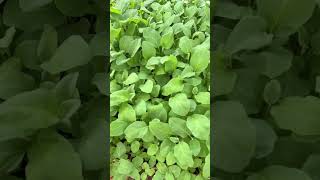 Vegetable planting time موعد زراعة الخضروات [upl. by Anilem]