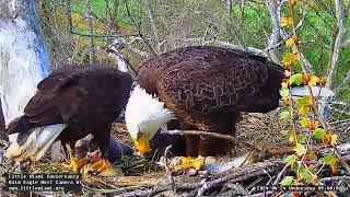 Little Miami Conservancy Bald Eagle 24042024 0939 [upl. by Anahoj]