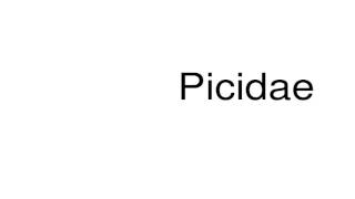 How to pronounce Picidae [upl. by Arella442]