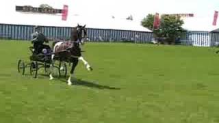 More novice Hackney horses from 2005 [upl. by Alysoun983]