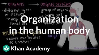 Organization in the human body  Cells and organisms  Middle school biology  Khan Academy [upl. by Nlyak]