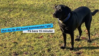 Hundträning  Lär din hund quotStåquot [upl. by Borgeson]