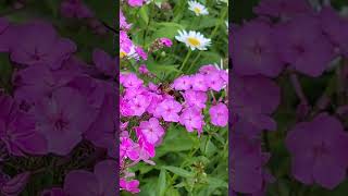 Hummingbird Clearwing Moth busy pollinating nature moth pollinators [upl. by Amluz]