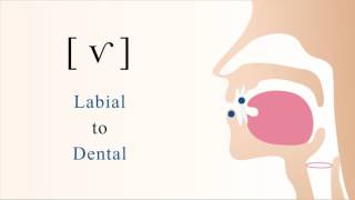 ⱱ  f̆  v̆  voiced labiodental tap [upl. by Kurt827]