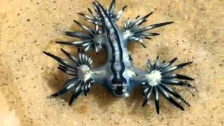 Glaucus Atlanticus  Pokemon Real [upl. by Sura]