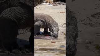 😱examining a moray eel carcass [upl. by Brion]