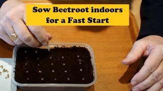 Grow beetroot indoors to give them a fast start Seedlings can then be transplanted outdoors later [upl. by Gussy187]