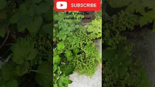 Best Insecticide for plants🌺🌿🍀gardenplants plants pestcontrol insecticides guldaudi music [upl. by Einoj]