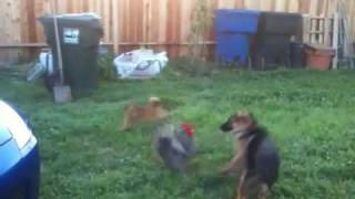 German Shepherd vs Rooster [upl. by Che]