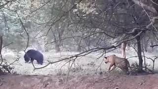 Incredible sighting of Tiger vs sloth Bear in Ranthambore [upl. by Aliel]