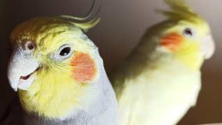 Cockatiel Sounds 24 HOURS of Cockatiel Singing for Lonely Cockatiels [upl. by Yazbak]