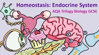 GCSE Science Biology AQA  Homeostasis The Endocrine System [upl. by Tomchay]