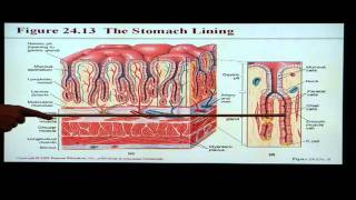 Anatomy and Physiology Help Chapter 24 Digestive System [upl. by Marjory]