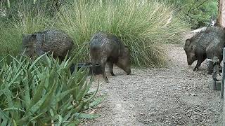 83124 Javelinas in Daylight [upl. by Anselmo510]