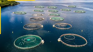 The future of aquaculture New fish farming technologies [upl. by Elgna326]