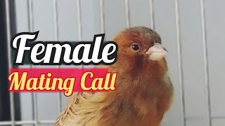 Female Canary calling males  Effective mating call ✓✓ [upl. by Elenahc349]