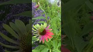 Mutated Coneflowers beautiful coneflower garden shorts nature [upl. by Ajile]