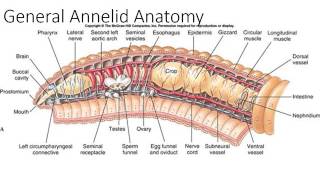 Phylum Annelida Part 1 [upl. by Annnora]