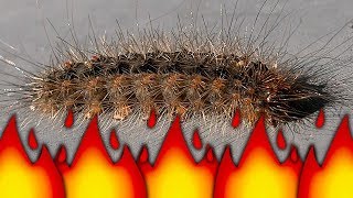 Stinging Caterpillar Becomes Ant Colony Food Flamethrower Pest Control BBQ Bugs [upl. by Naira]