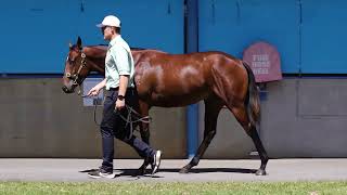 LOT 367 COOL AZA BEEL  LOVE BAY COLT  Inglis 2024 Premier Yearling Sale [upl. by Dulce618]