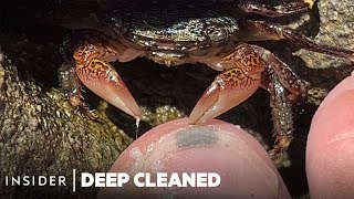 How Crabs Clean Dead Skin From Toes  Deep Cleaned  Insider [upl. by Lleuqar]