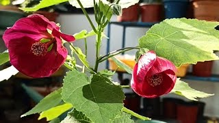 Perennial Plant Abutilon Pictum Chinese Lantern Hibiscus CarePropagation 🌺 [upl. by Raddy707]