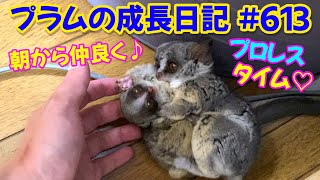 Bushbaby Plums Growth Diary ショウガラゴ プラムの成長日記 613 [upl. by Hara]