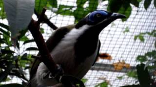 Blue faced Honeyeater [upl. by Ian]