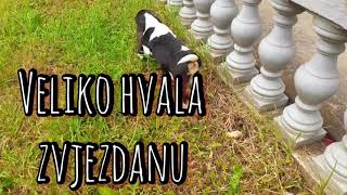 Basset Houndmoj pas Fredpas svetog Huberta [upl. by Fidelia]