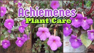 Achiemenes Plant  Achimenes plant Care  Propagation Method [upl. by Lurleen]