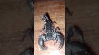 Asian Forest Scorpion shortsviral shortsvideo [upl. by Bellew172]