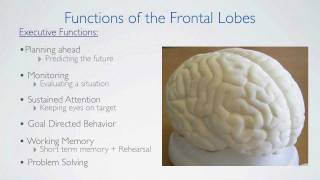 Frontal Lobes Functions [upl. by Nainatrad]