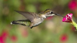 Lens of Time How Hummingbirds Hover  bioGraphic [upl. by Swetlana]