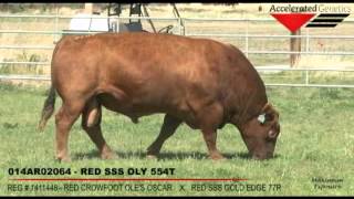 Accelerated Genetics RED SSS OLY 554T [upl. by Seth]