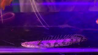 Senegal bichir [upl. by Gunthar]