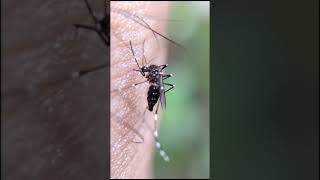 Mosquitoe Most Dangerous AnimalThe Deadly Reality of Mosquitoesquotshortsvideo mentor world [upl. by Eniamret]