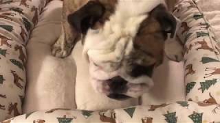 Reuben the Bulldog BedCalendar Update [upl. by Stanislaus]