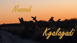 Kgalagadi sightings Nossob part 1 [upl. by Baggett]