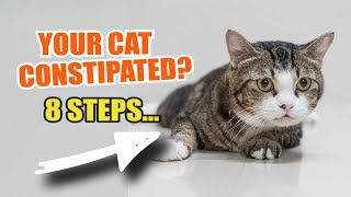 8 WAYS to HELP your CONSTIPATED CAT 🐾🐱 Symptoms and Causes of a Constipated Cat [upl. by Celestyn129]