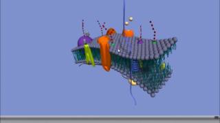 Interactive 3D Plasma Membrane [upl. by Okia598]