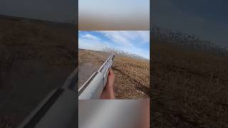 😲wowbridsishuntingducks🦆🦆birdhuntingshortsvideo [upl. by Nitnelav]