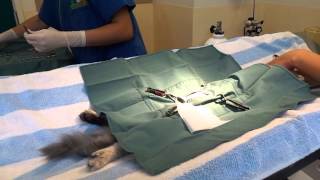 Female Cat Desexing Surgery  Part 1 [upl. by Lewes]