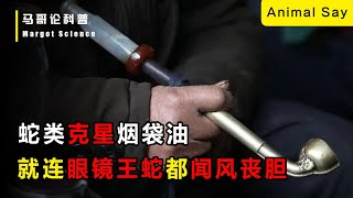 10米長眼鏡蛇王突襲村莊！卻被大爺秘密武器嚇死，這究竟是什麼東西能讓蛇王害怕？ [upl. by Aivalf]