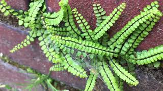 Steenbreekvaren Asplenium trichomanes  20180518 [upl. by Etnaed]